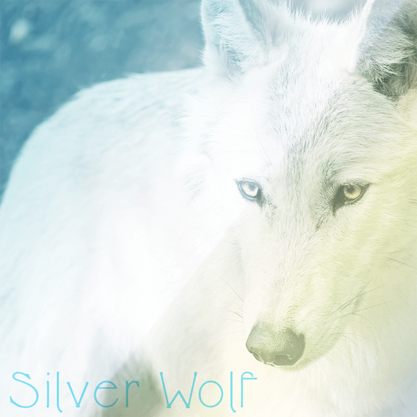wolf-silver